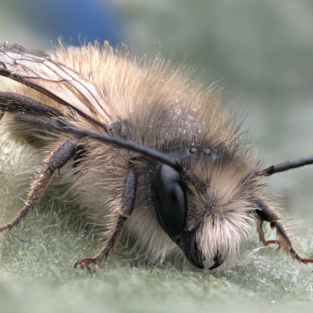 Маленькая пчела на листе крупным планом