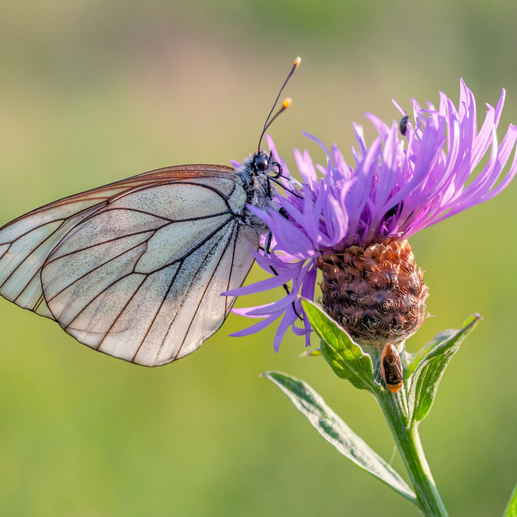 Маленькая голубая бабочка на сиреневом фоне