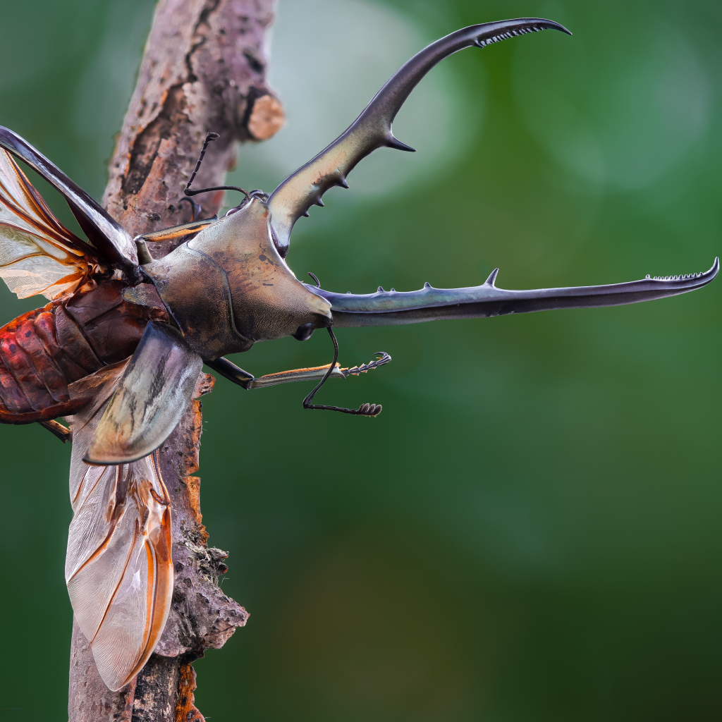 Жук олень расправил крылья на ветке дерева