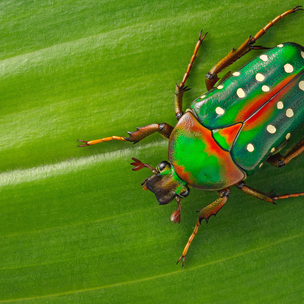 Жук Стефаноррина сидит на зеленом листе