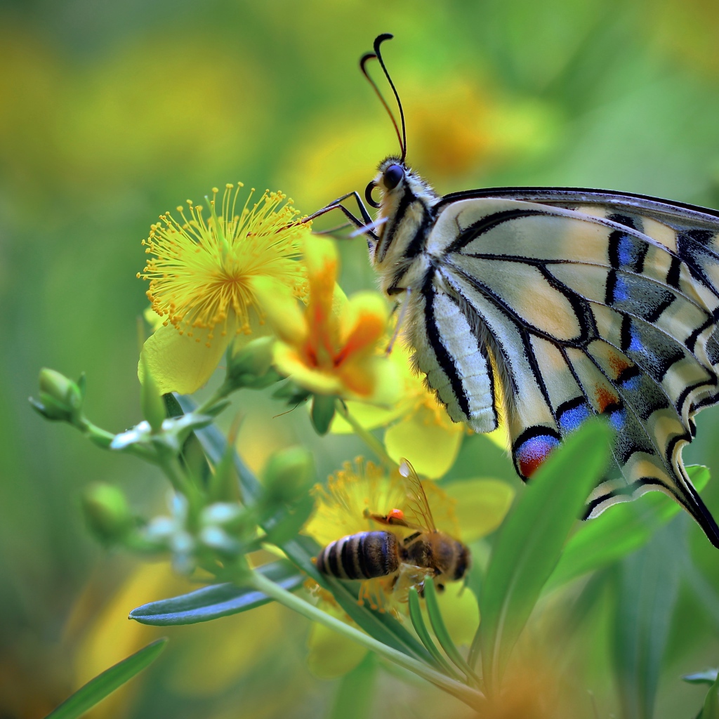 Бабочка махаон и пчела сидят на желтом цветке