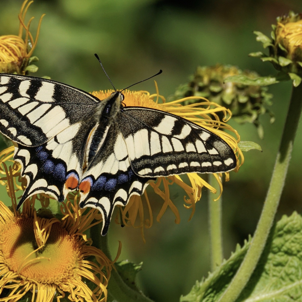 Бабочка махаон сидит на желтом цветке 