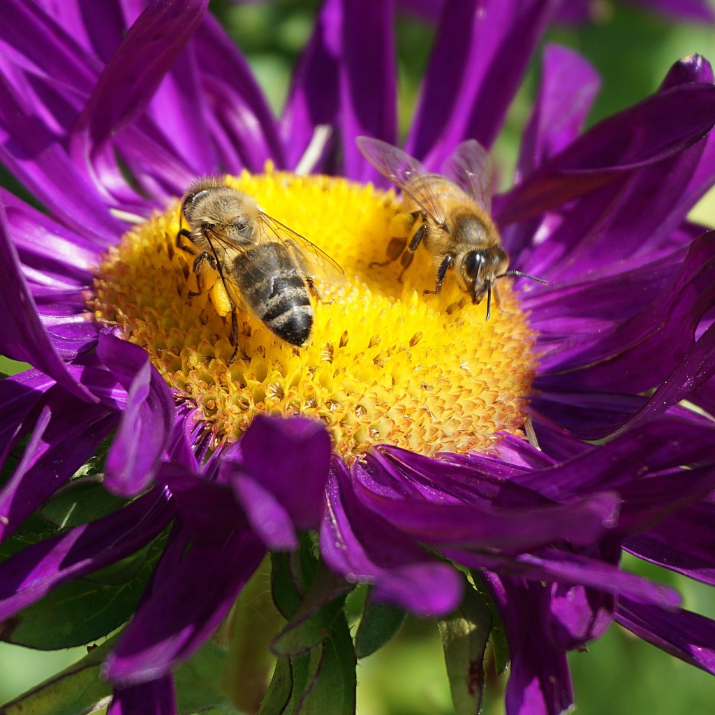 Две пчелы сидят на цветке астры