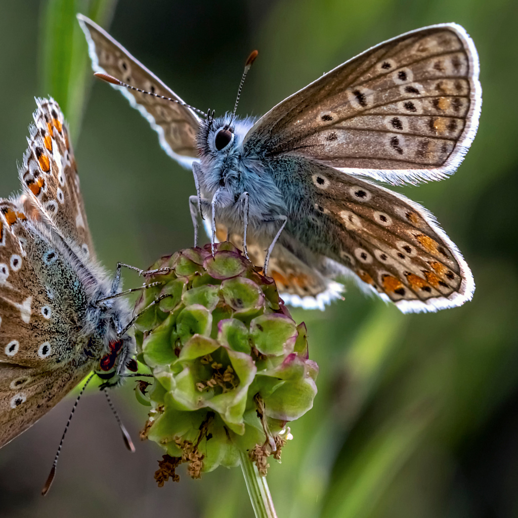Две голубые бабочки на зеленом цветке 