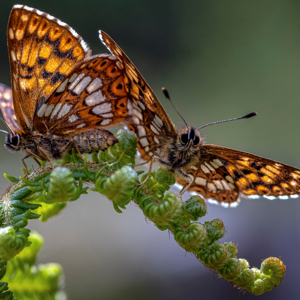 Две коричневые бабочки на зеленом листе папоротника 