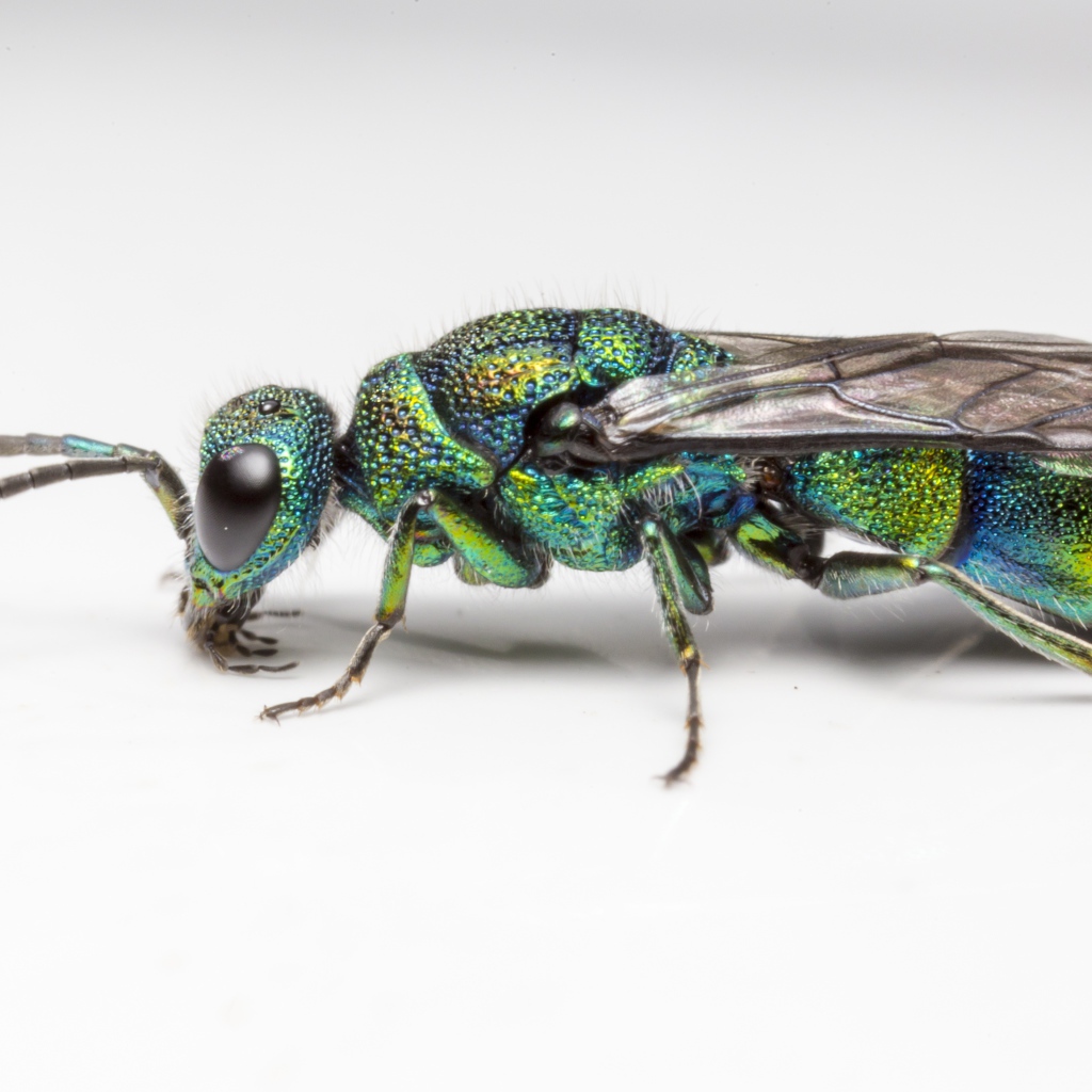 Оса огневая блестянка на белом фоне