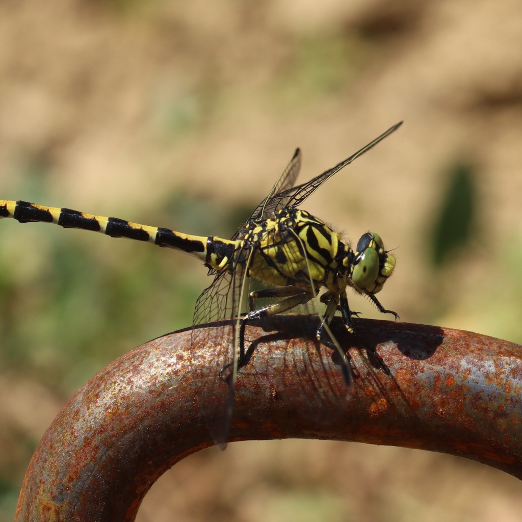 Желтая с черным стрекоза  на  железном поручне 