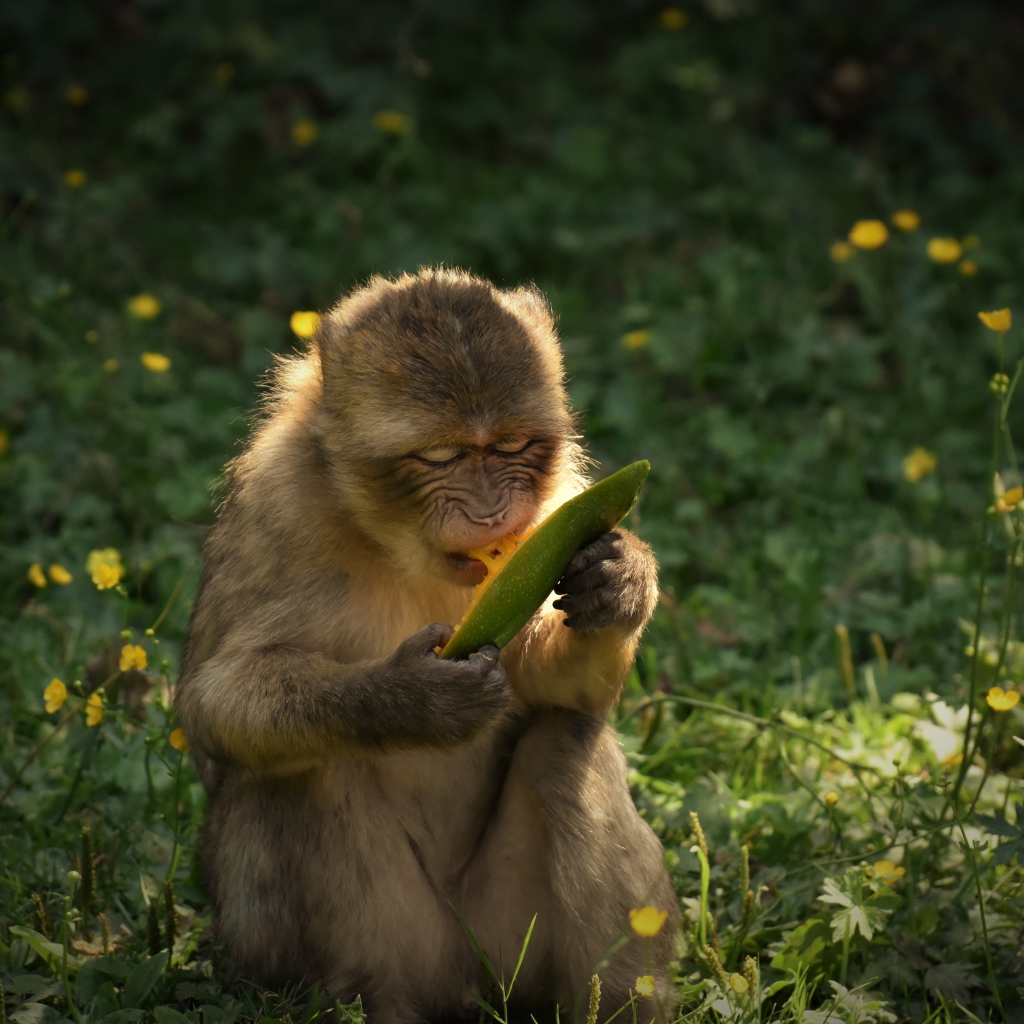 Обезьяна грызет плод манго 
