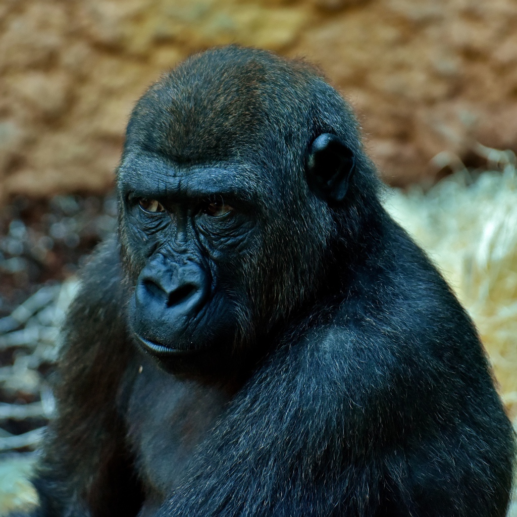 Большая задумчивая черная горилла в зоопарке 
