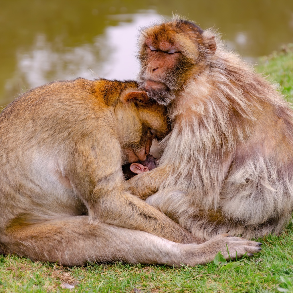 Семья варварской макаки у пруда