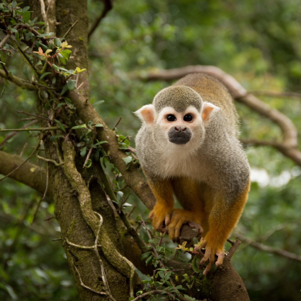 Забавная обезьяна на дереве