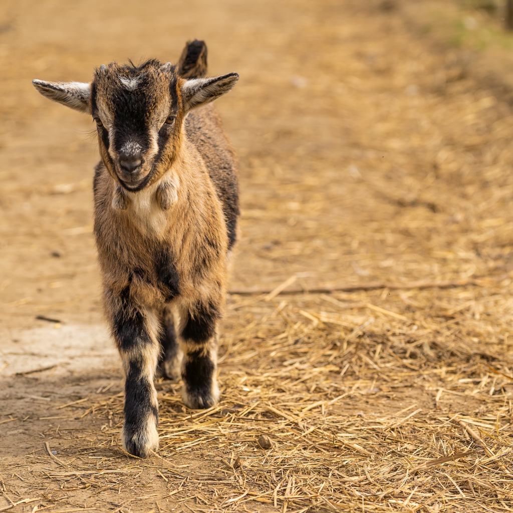 Маленький козленок идет по земле