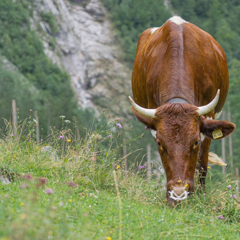 Большая коричневая корова пасется на траве 