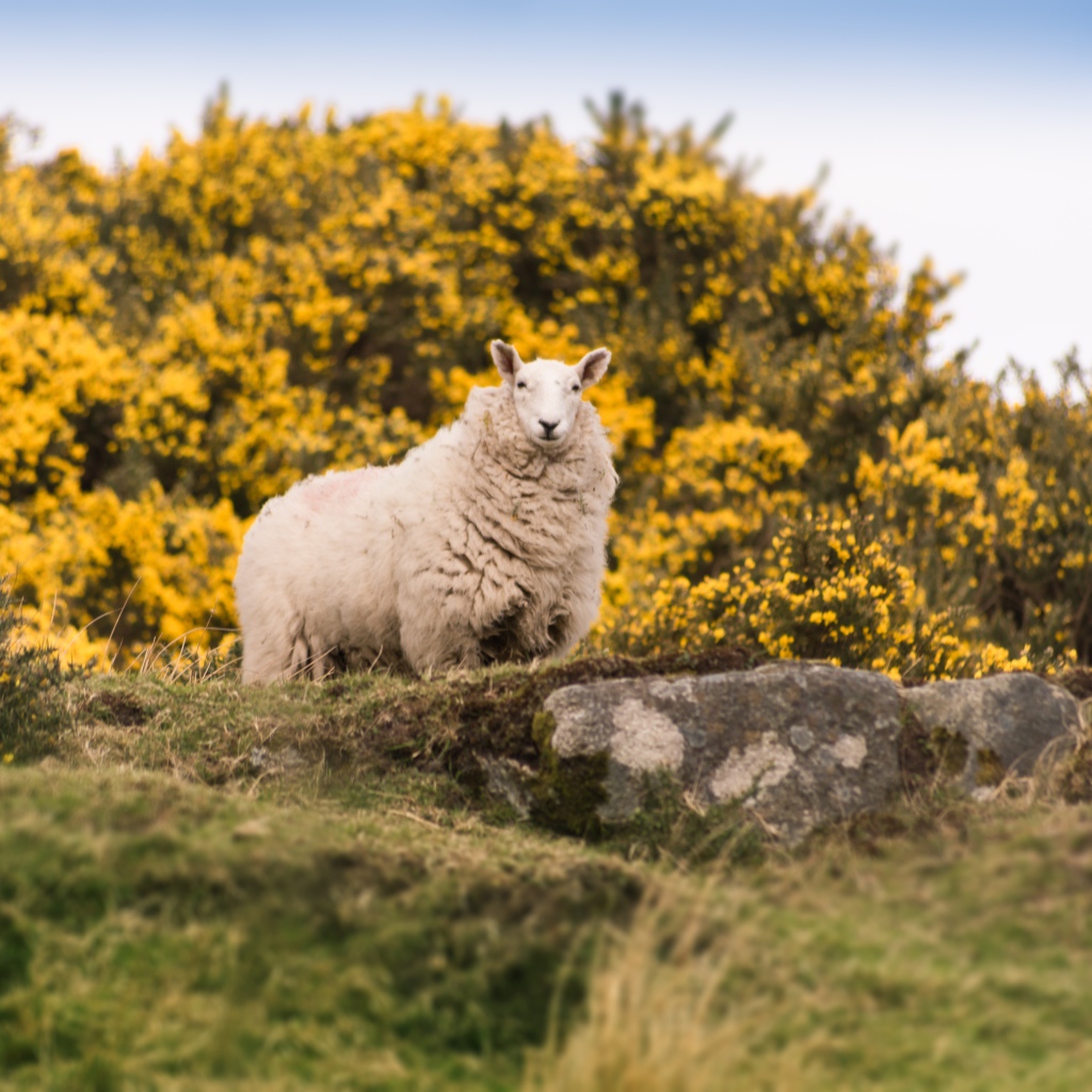 Большая пушистая овца стоит на камне