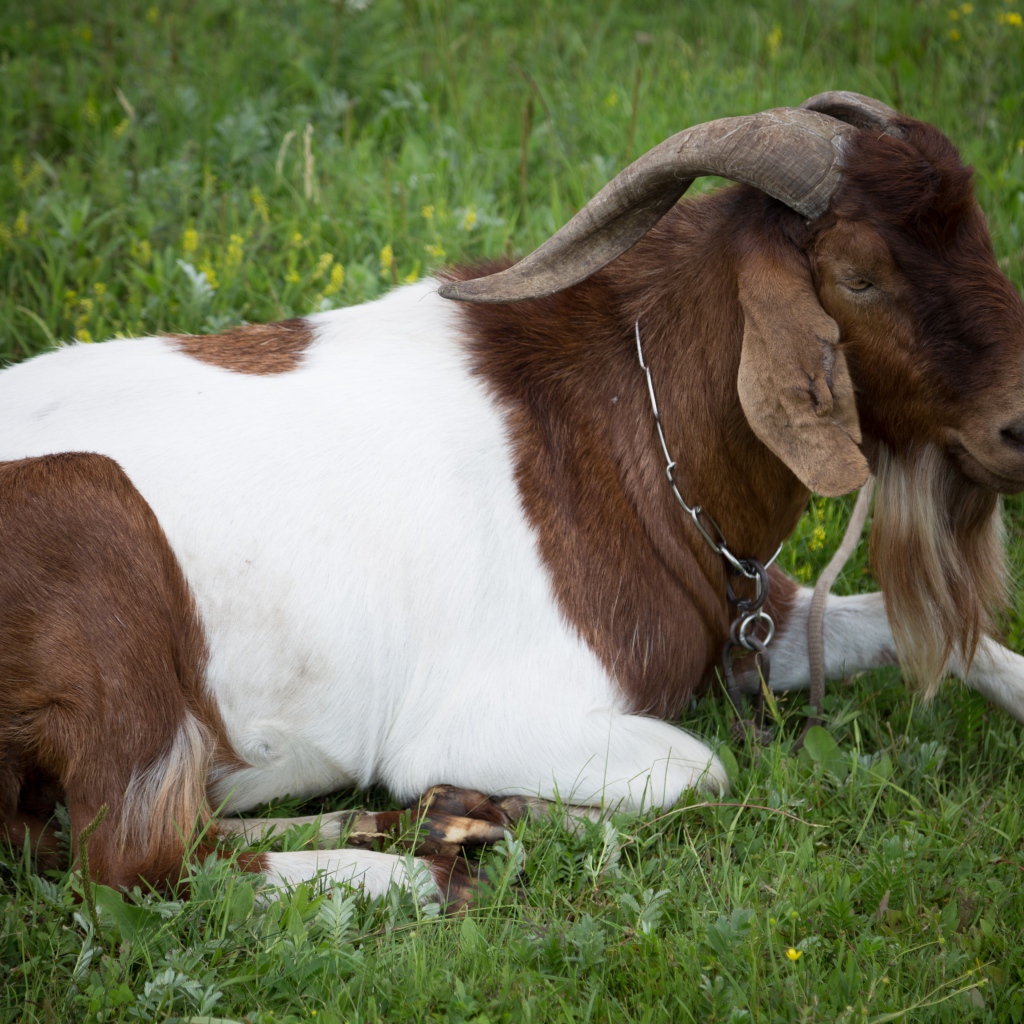 Большой козел лежит на зеленой траве
