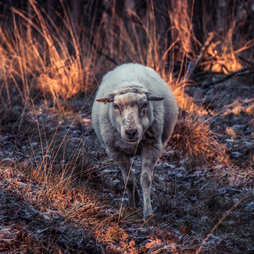Овца гуляет по покрытой инеем траве 