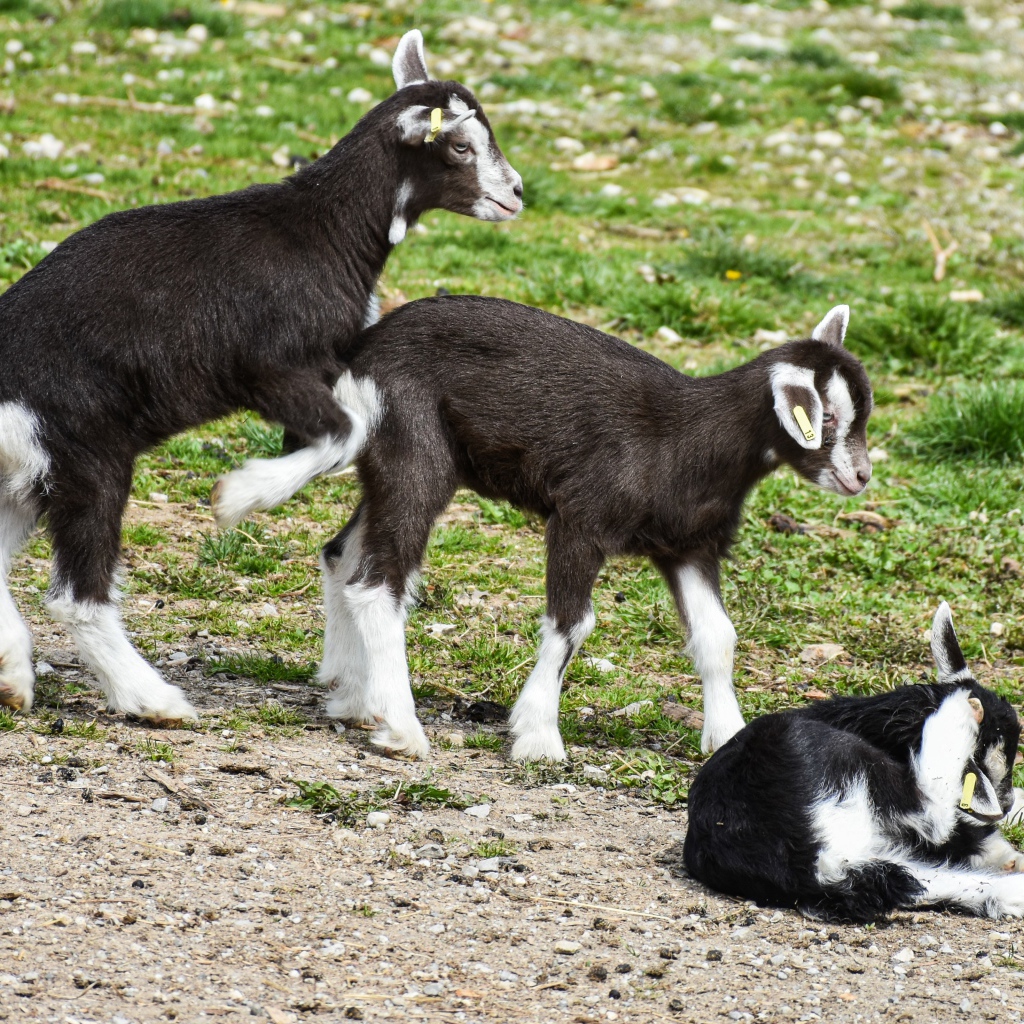 Три маленьких маленьких козленка на траве