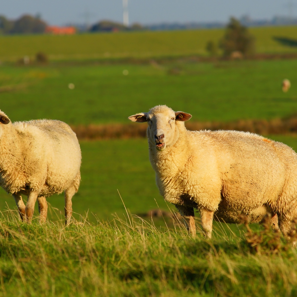 Две большие пушистые овцы на зеленой траве