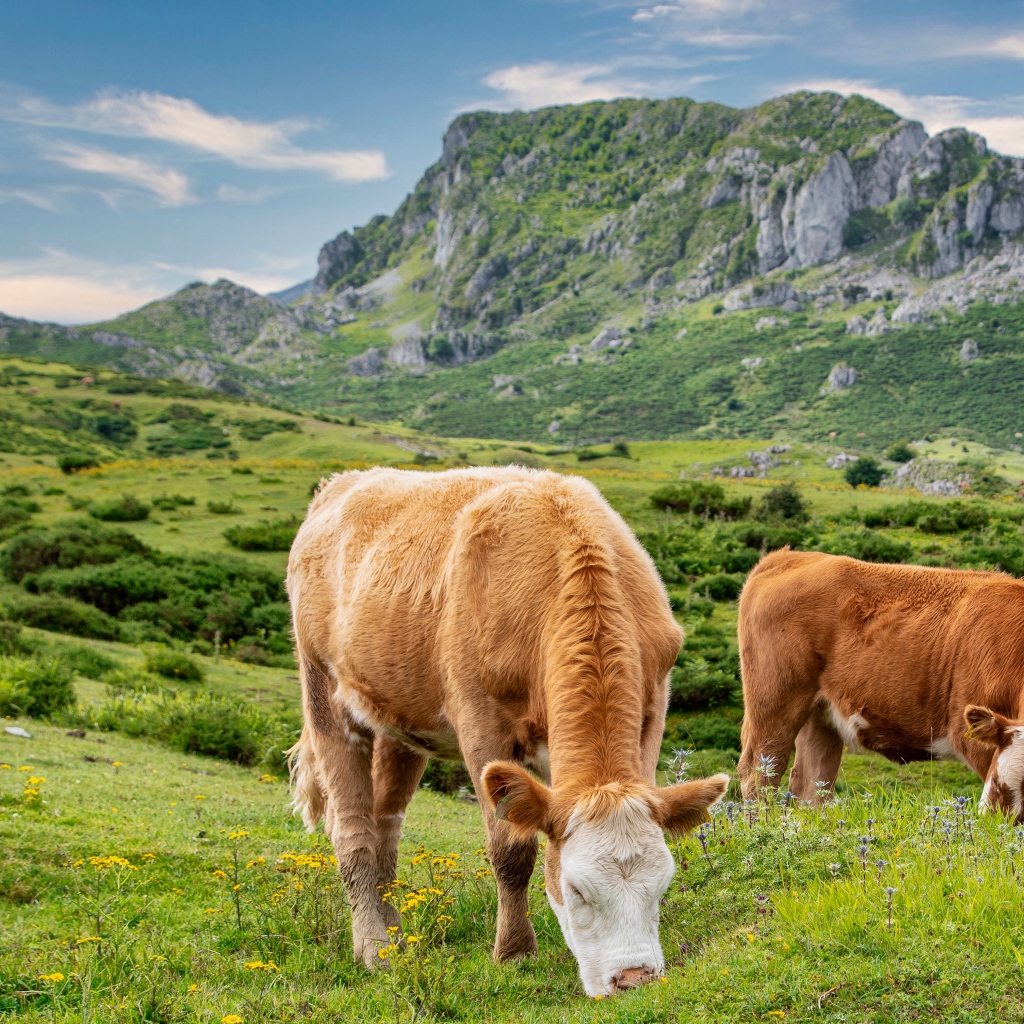 Две коричневые коровы на пастбище в горах