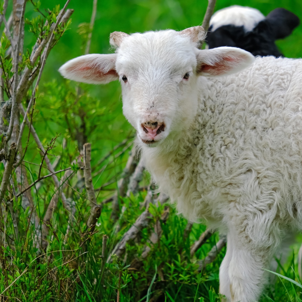 Белая овца пасется на зеленой траве 