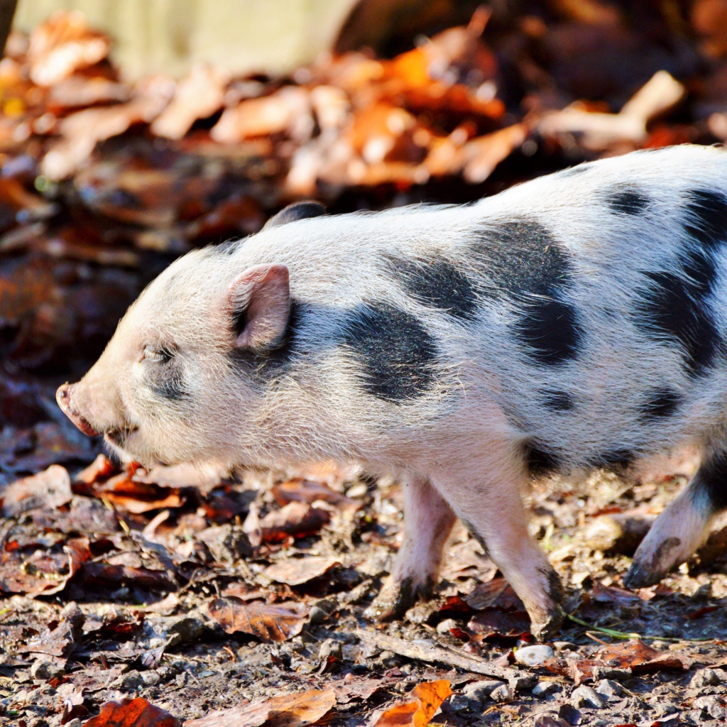 Маленький мини пиг гуляет в парке 