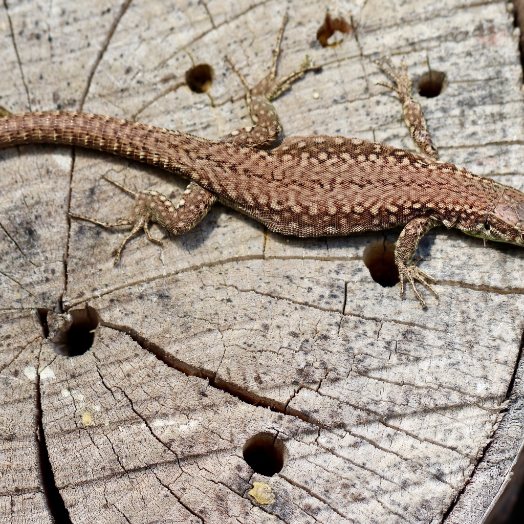 Beautiful lizard on an old tree stump