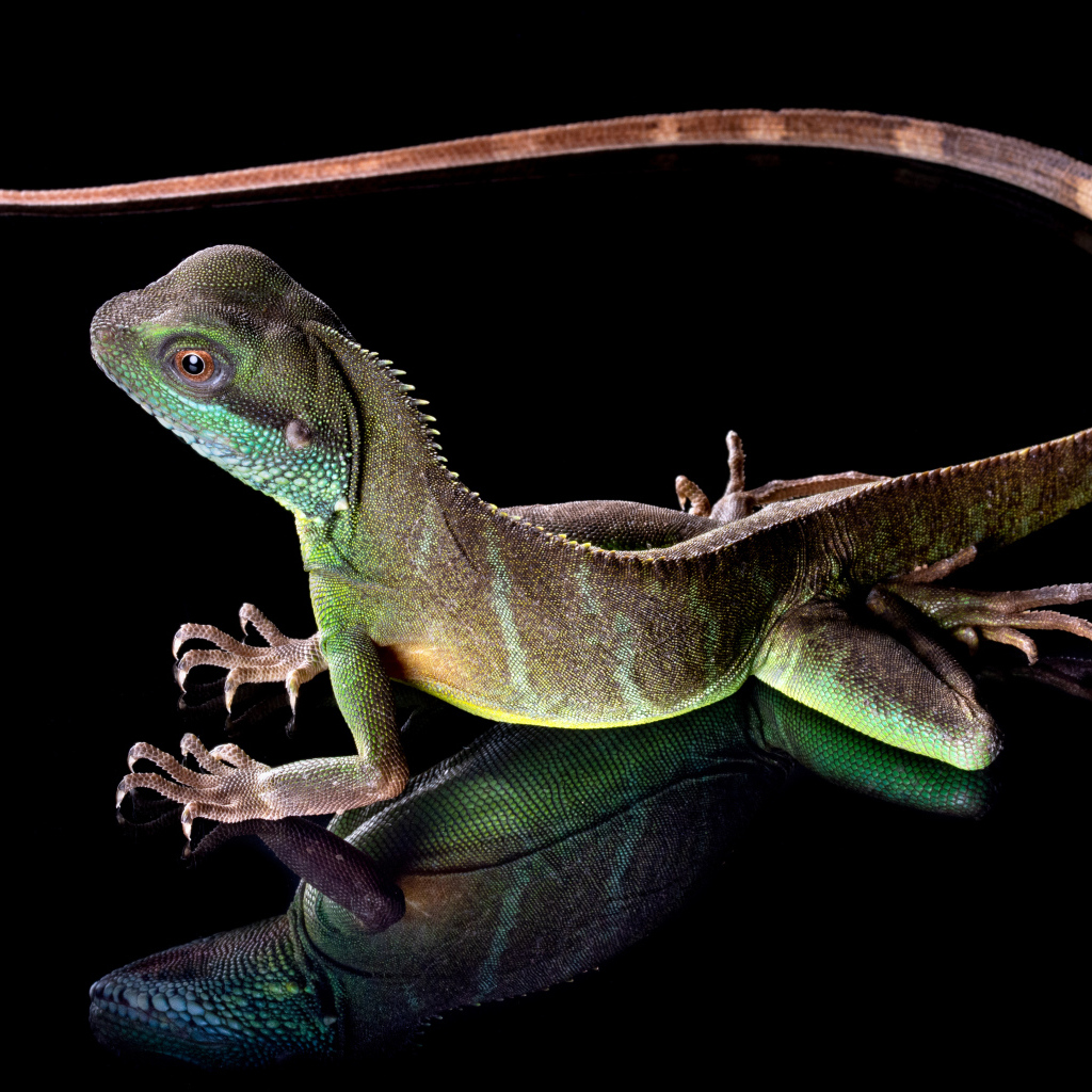 Красивая разноцветная ящерица на черном фоне 