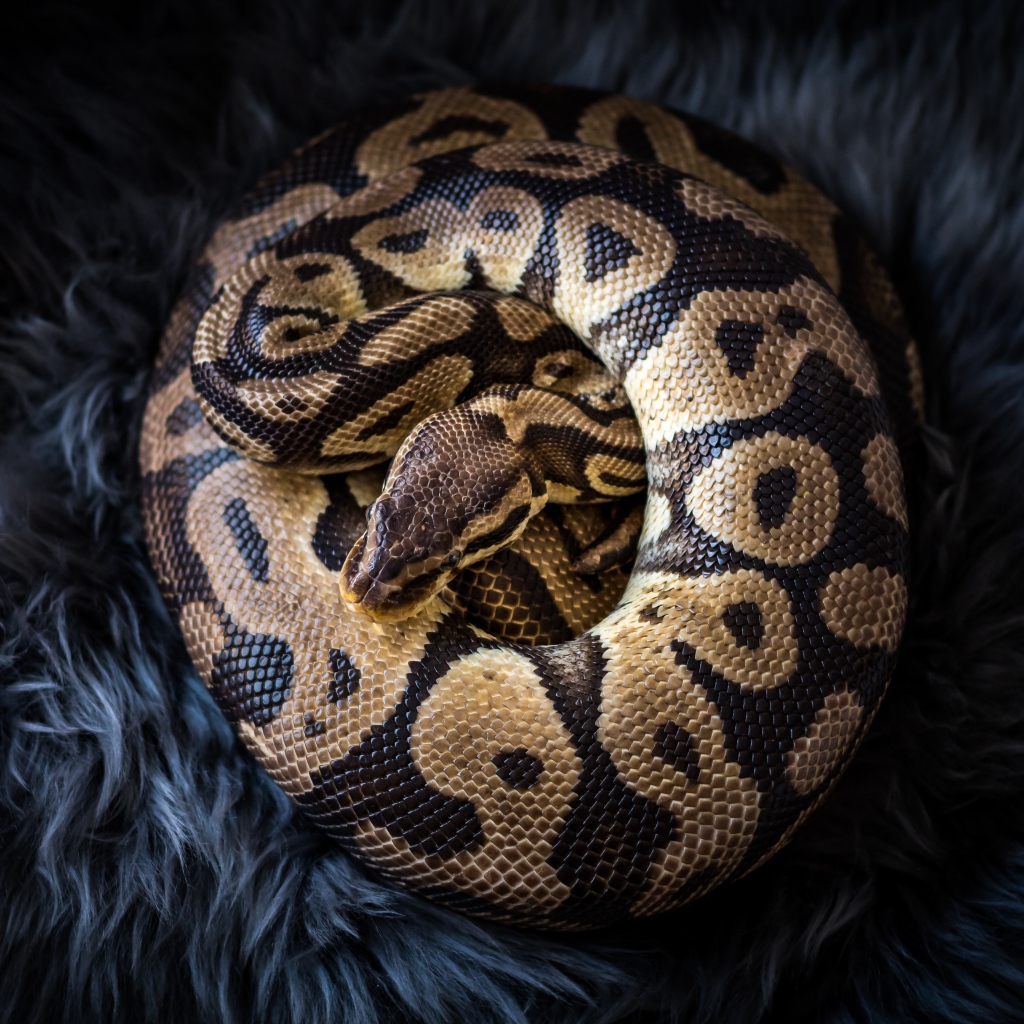 Big beautiful python lies on black fur