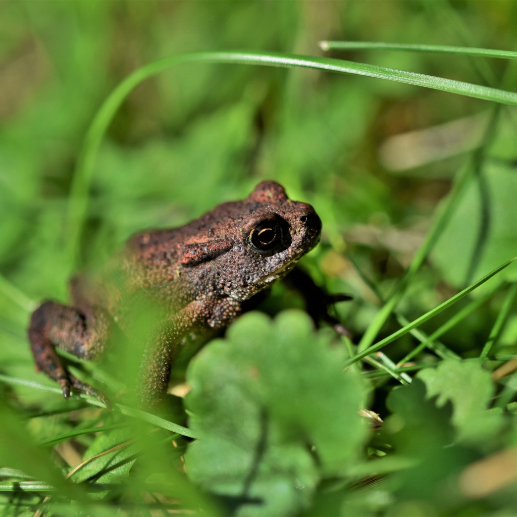 Большая лягушка сидит в зеленой траве
