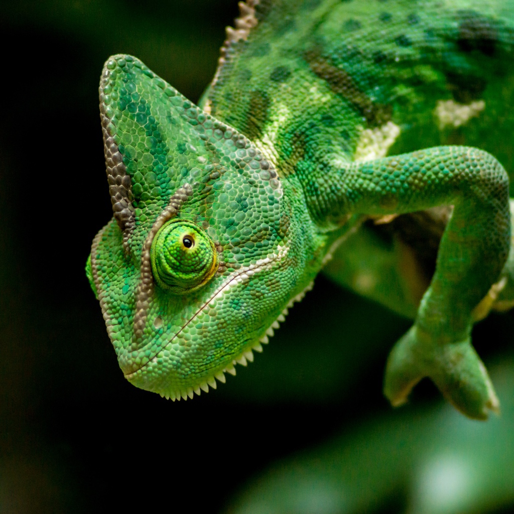 Большой зеленый хамелеон крупным планом