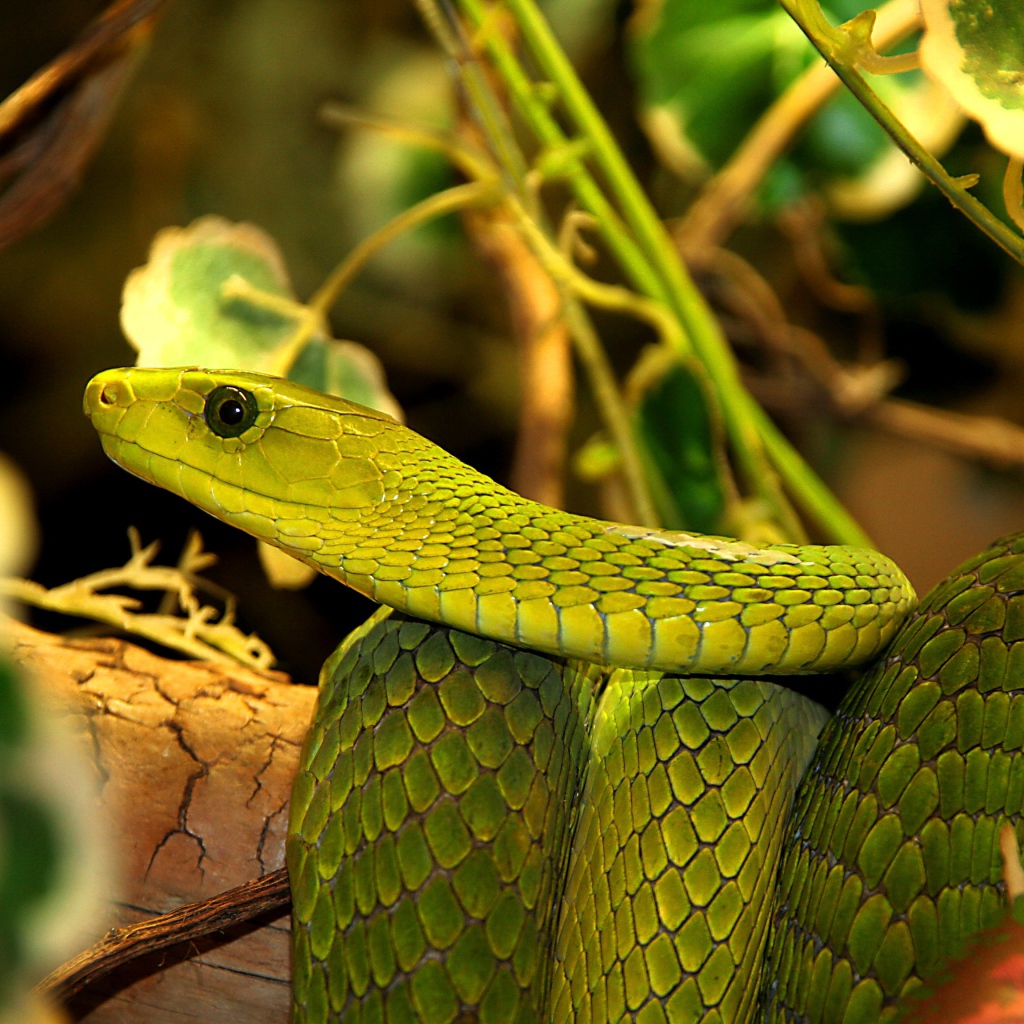 Большая зеленая змея в листьях 