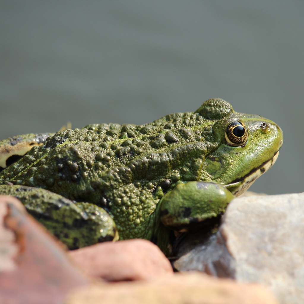 Big green toad sitting on a stone