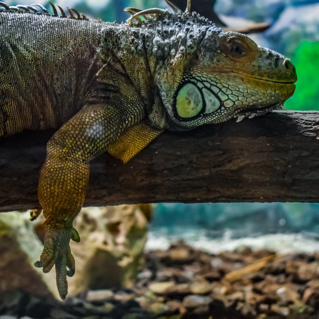 Big iguana resting on a tree