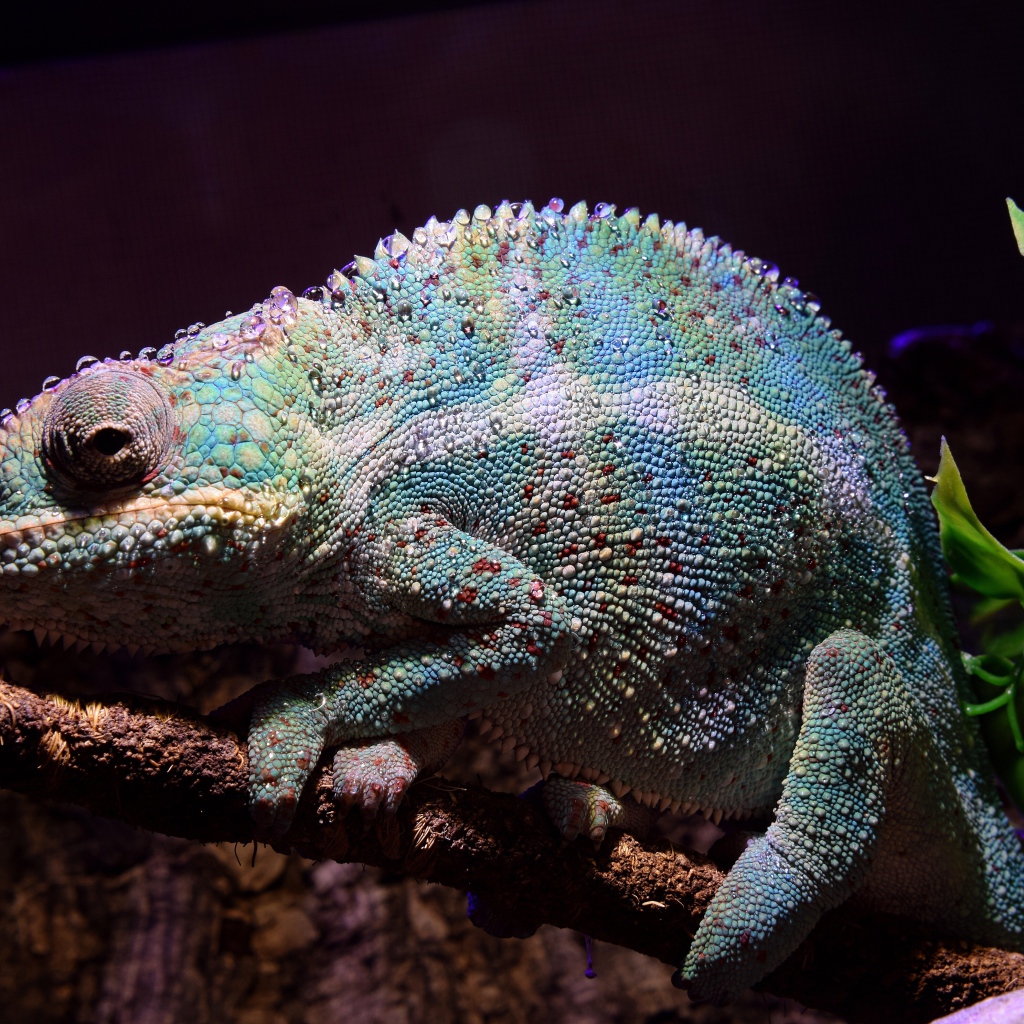 Голубой хамелеон сидит на ветке дерева 