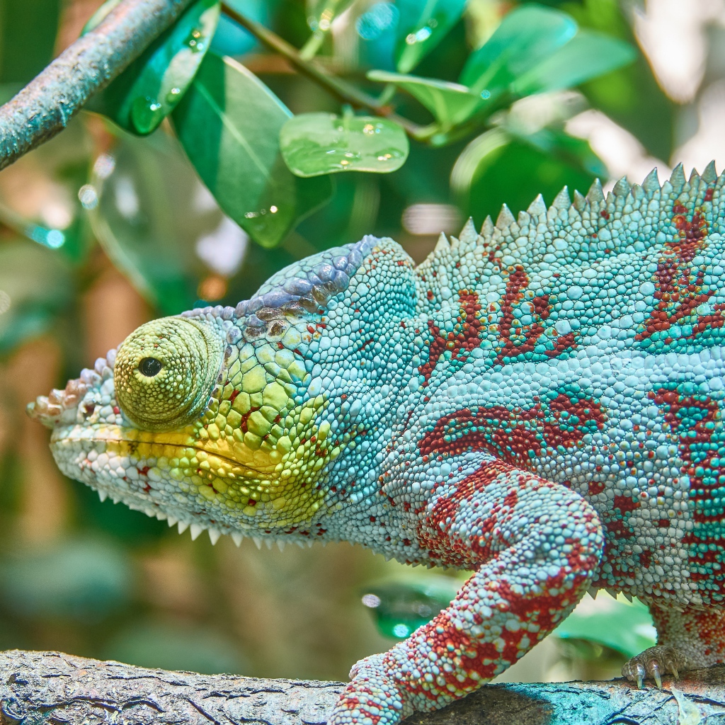 Голубая игуана сидит на ветке дерева