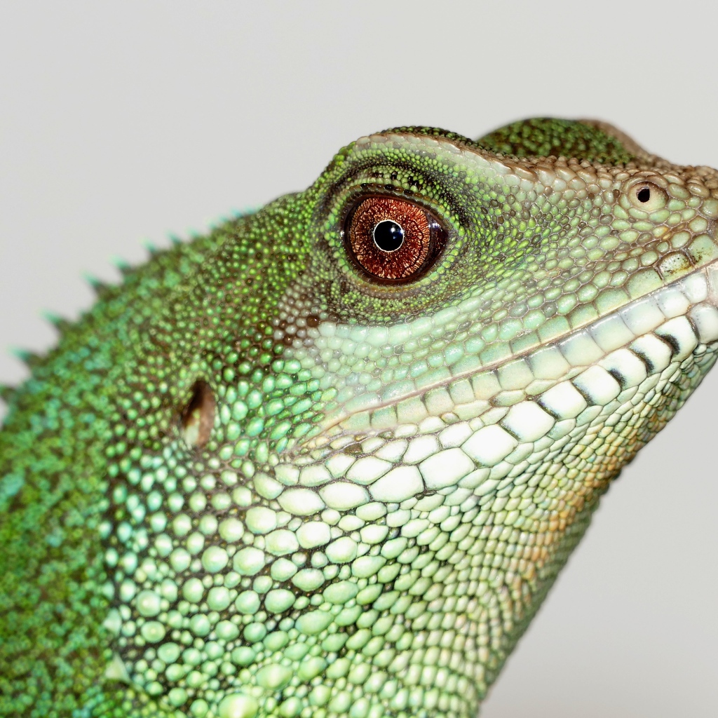 Китайский водный дракон на сером фоне