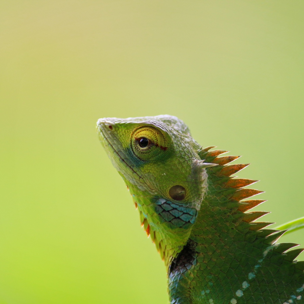 Зеленый хамелеон сливается с фоном
