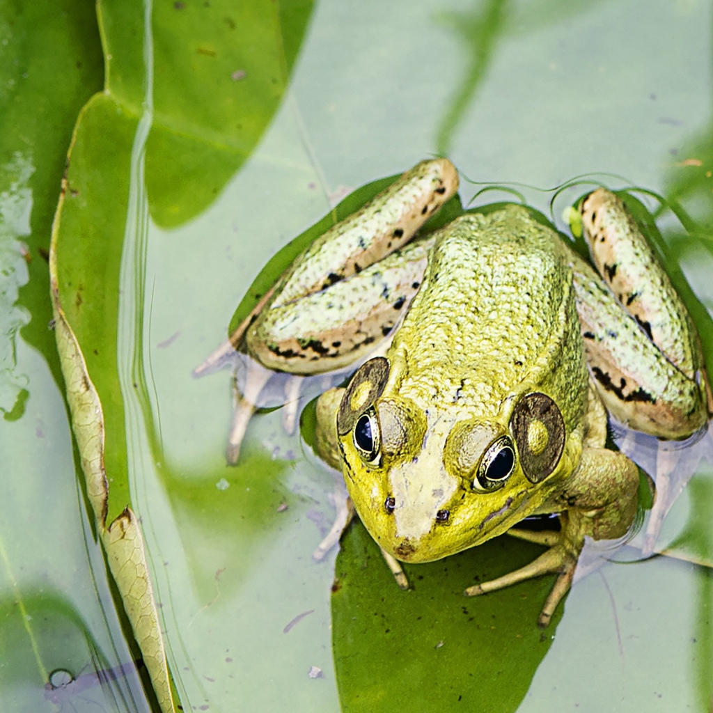 Green frog sitting on a leaf in the water