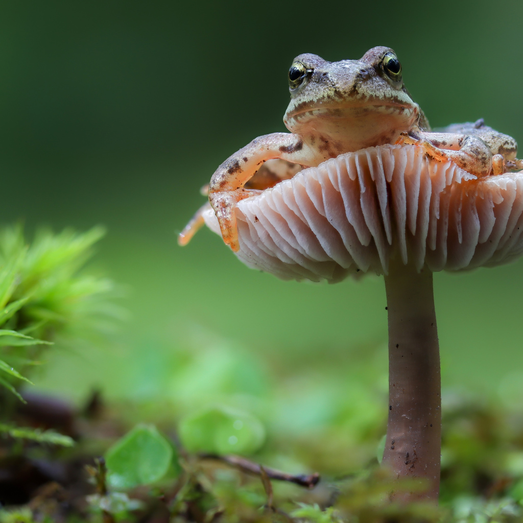 Зеленая лягушка сидит на грибе в лесу