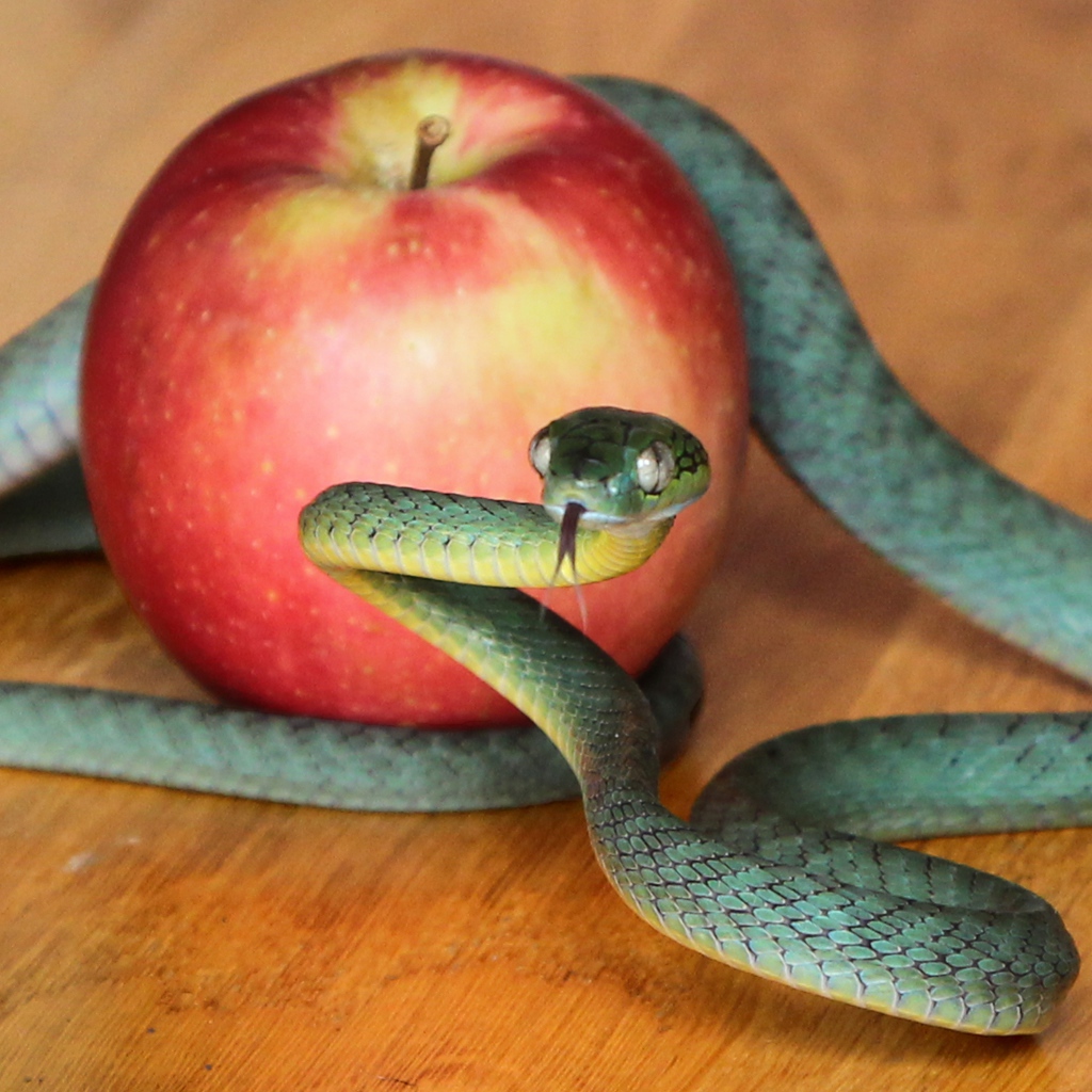 Зеленая змея с красным яблоком на столе 