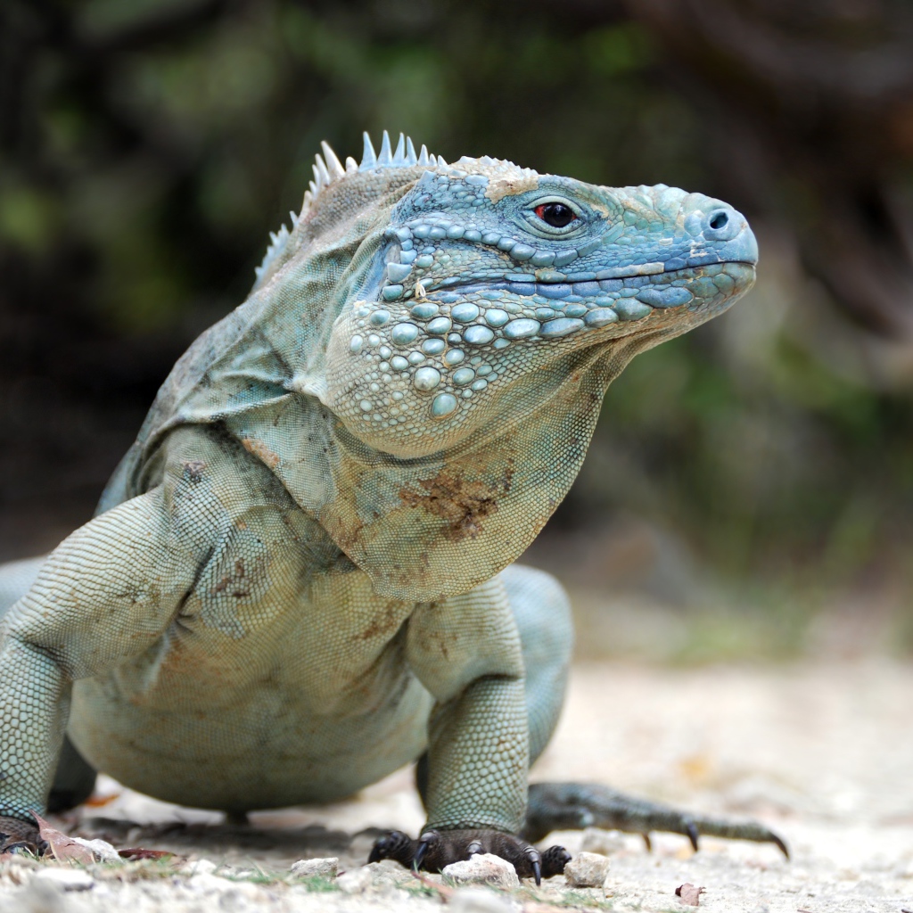 Large blue iguana walking on the ground