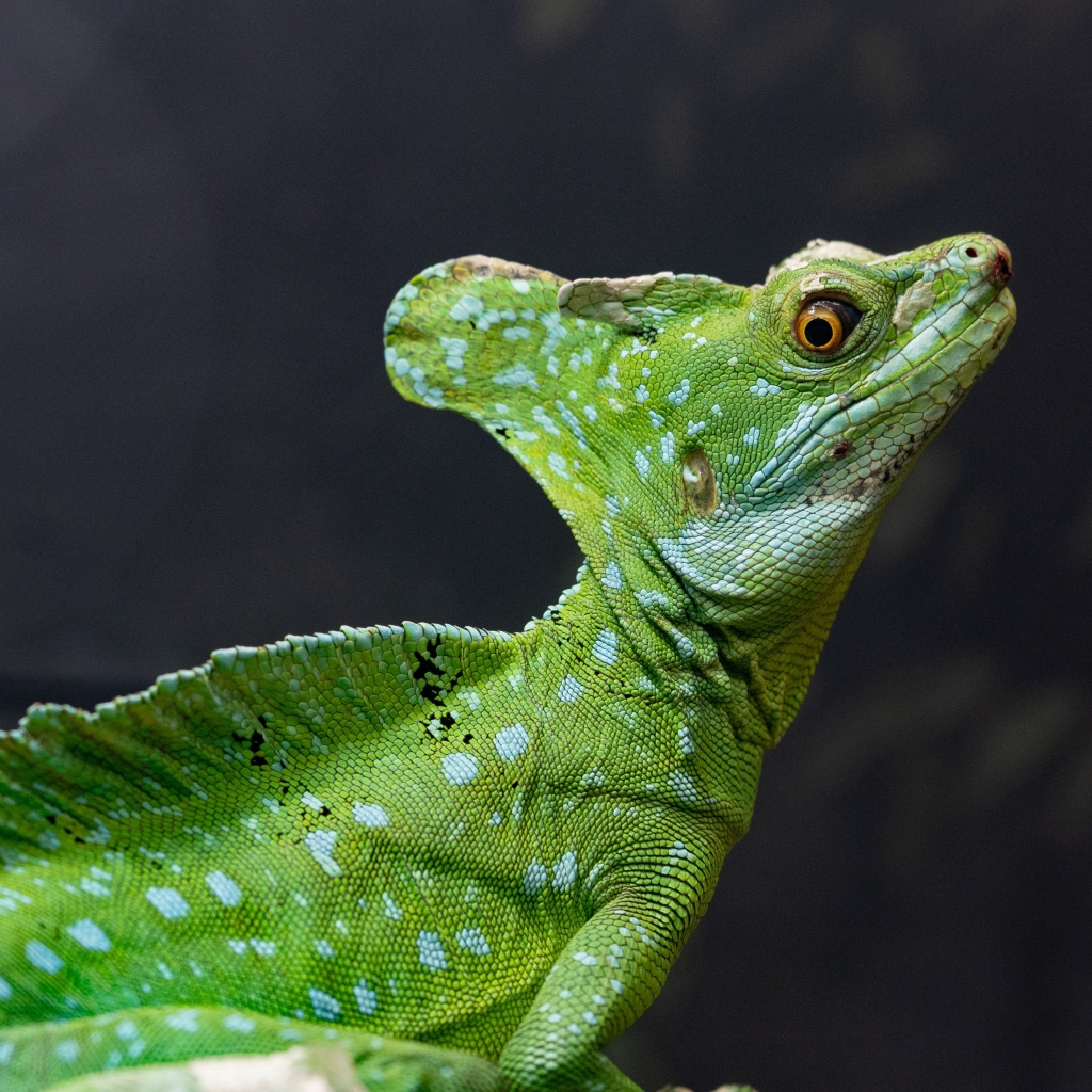 Большой зеленый василиск на сером фоне