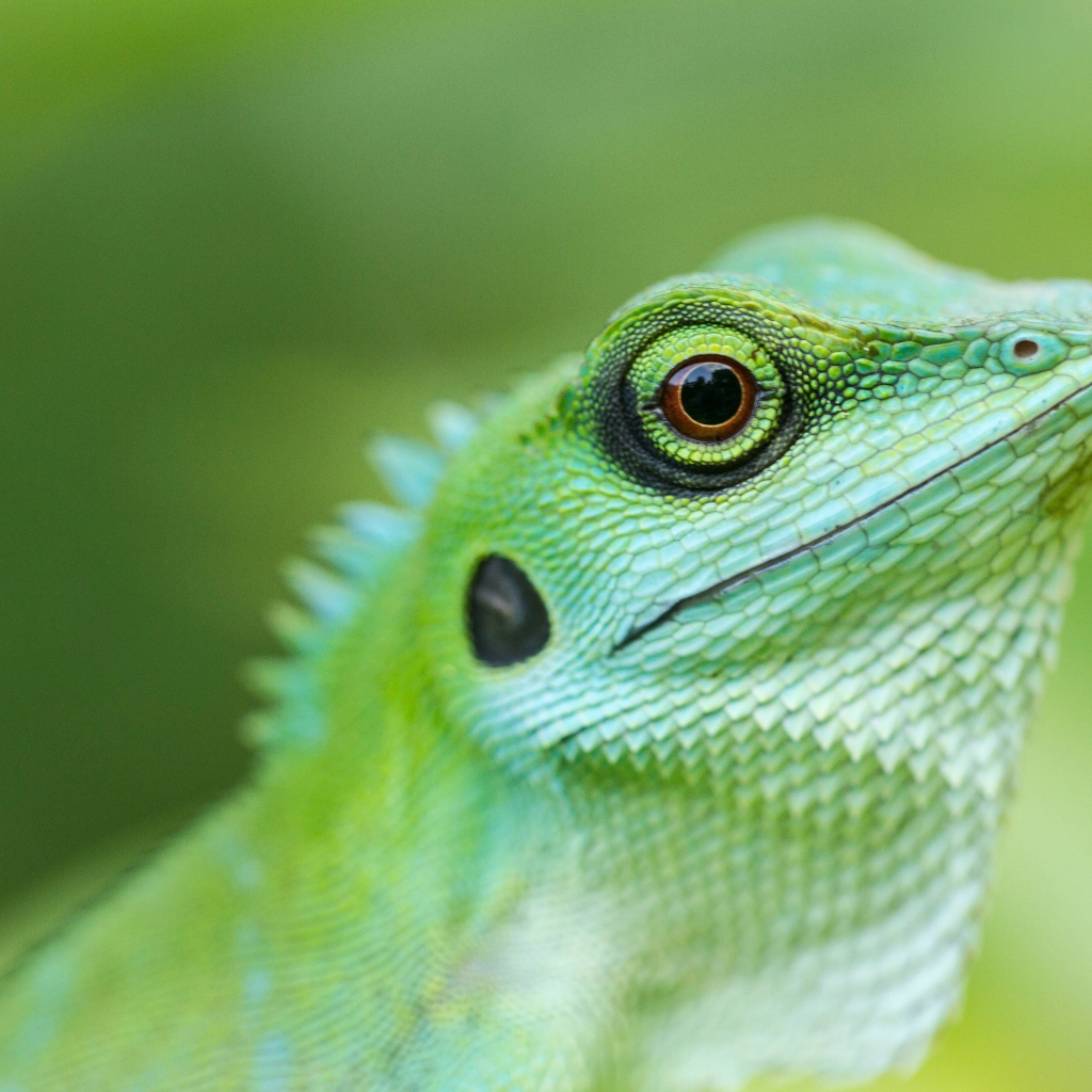 Large green lizard close up