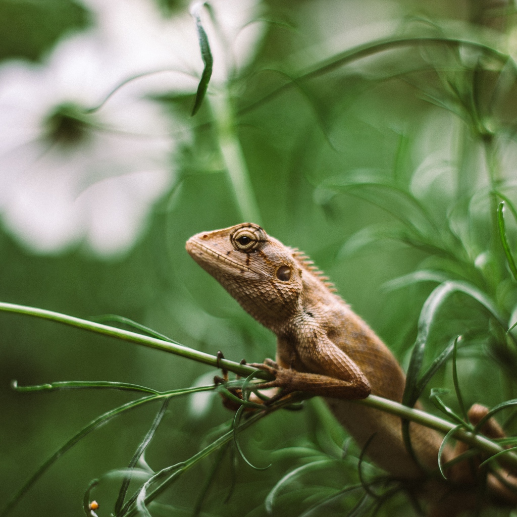 Маленькая игуана сидит на зеленой траве 