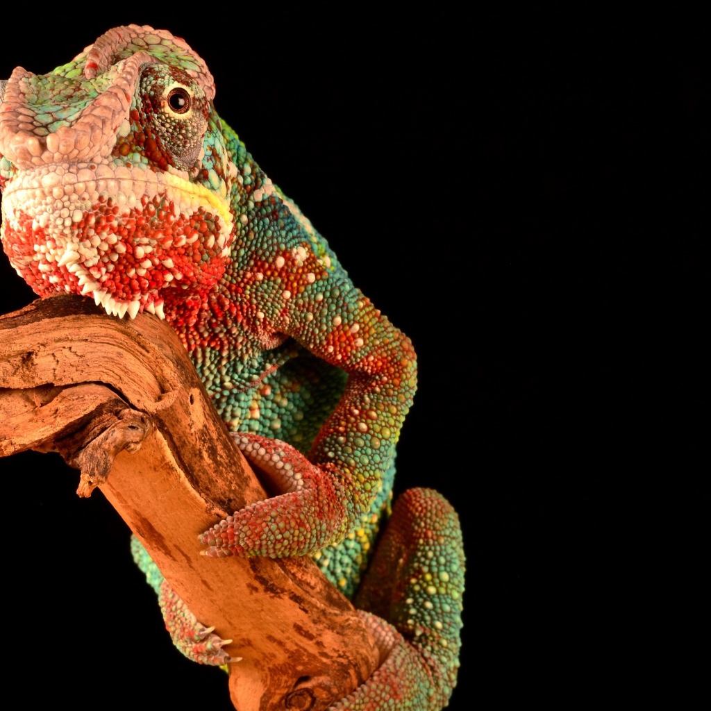 Разноцветный хамелеон на ветке на черном фоне