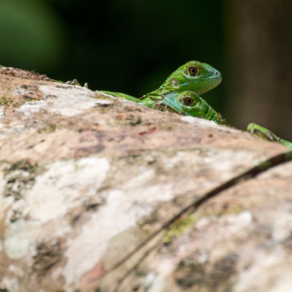 Две зеленых ящерицы на дереве