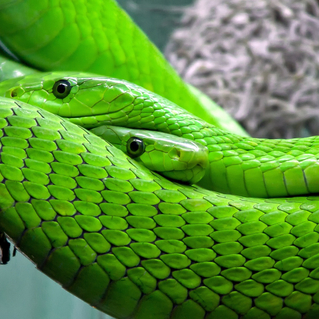 Две змеи зеленая мамба крупным планом