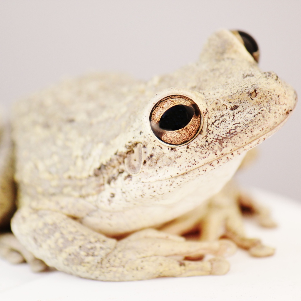 Белая жаба с большими глазами на сером фоне 