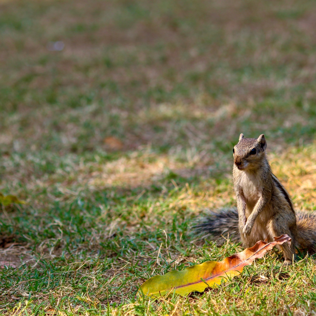 Бурундук сидит на зеленой траве 