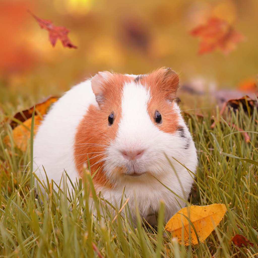 Смешная морская свинка сидит в траве с листвой